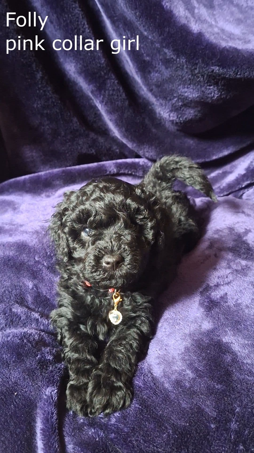 Puli Puppies breeder image 4