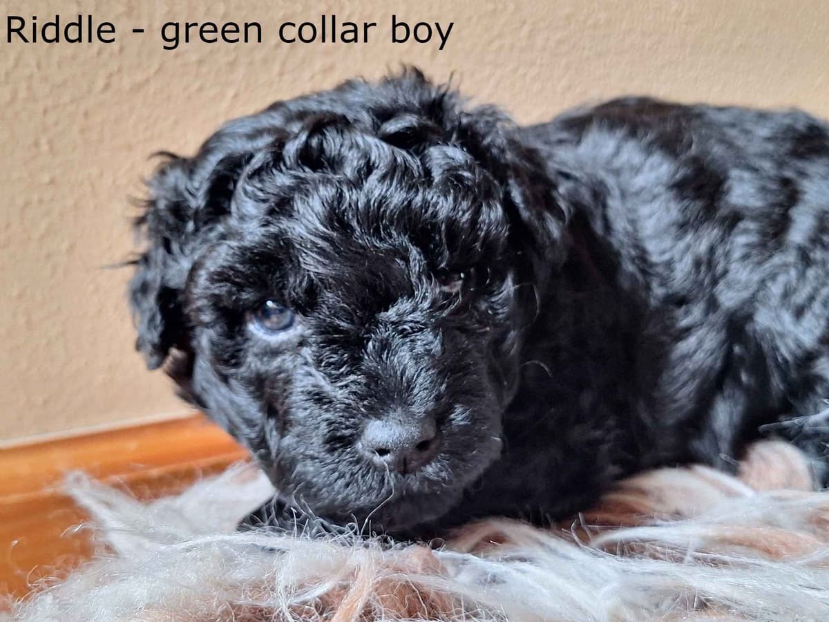 Puli Puppies breeder image 5