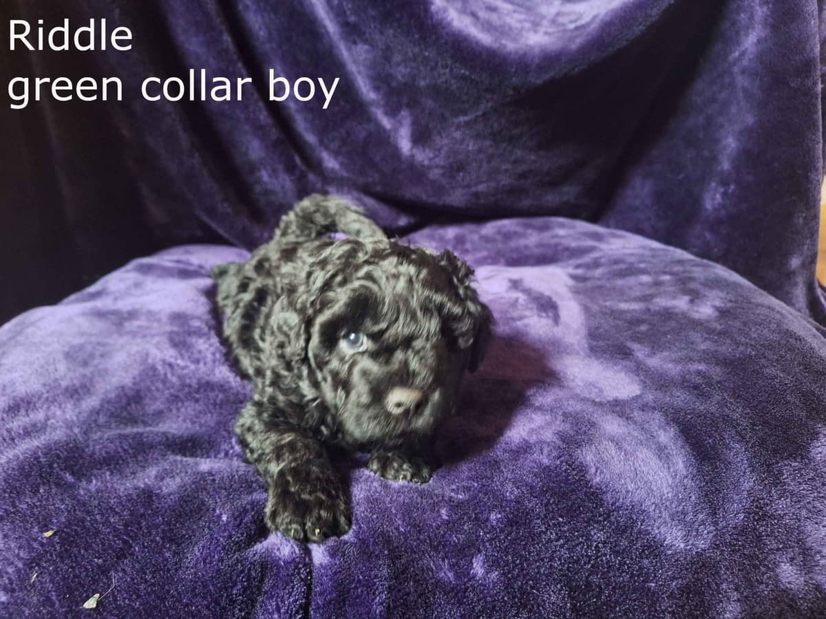 Puli Puppies breeder image 7