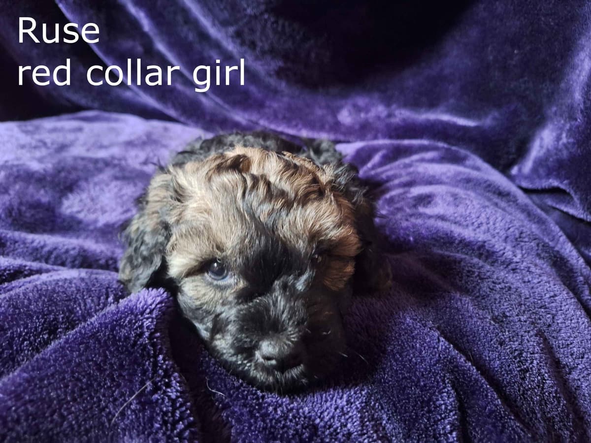 Puli Puppies breeder image 8