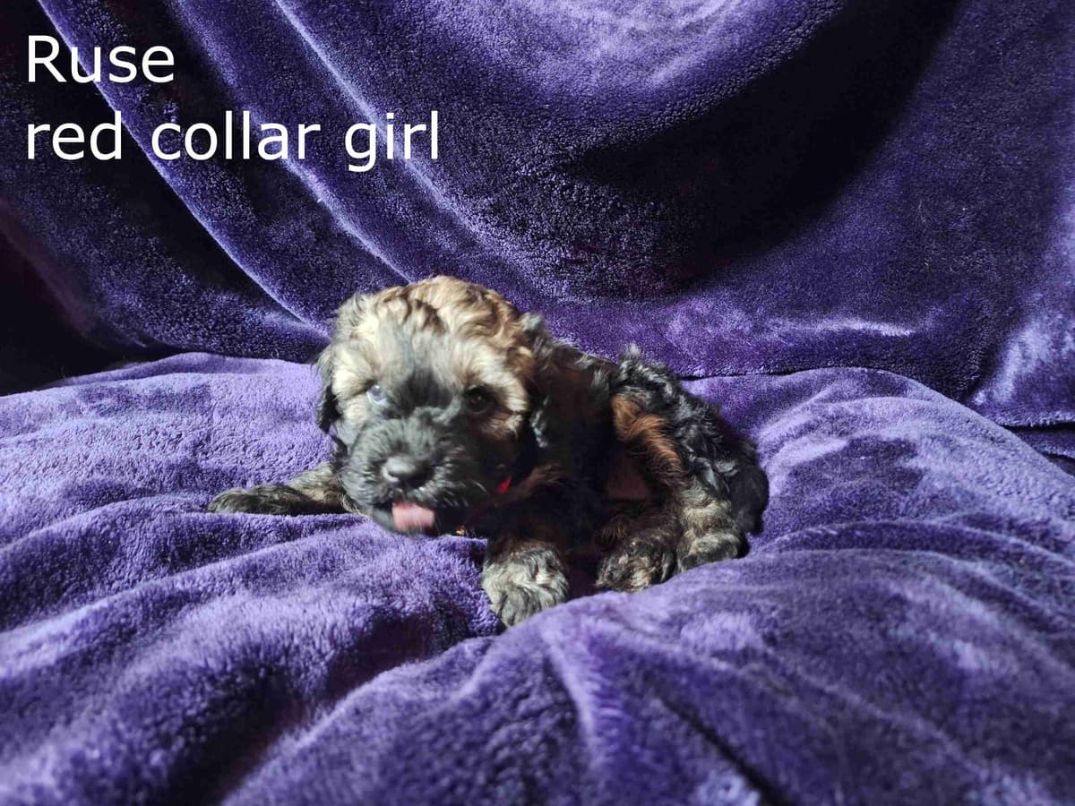Puli Puppies breeder image 11