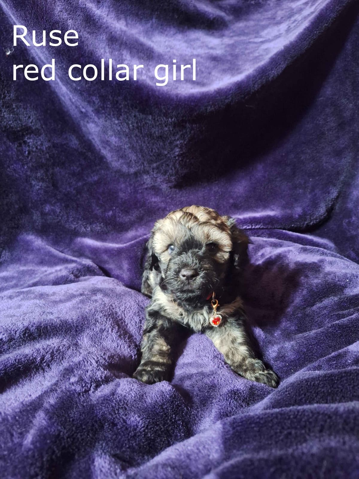 Puli Puppies breeder image 15