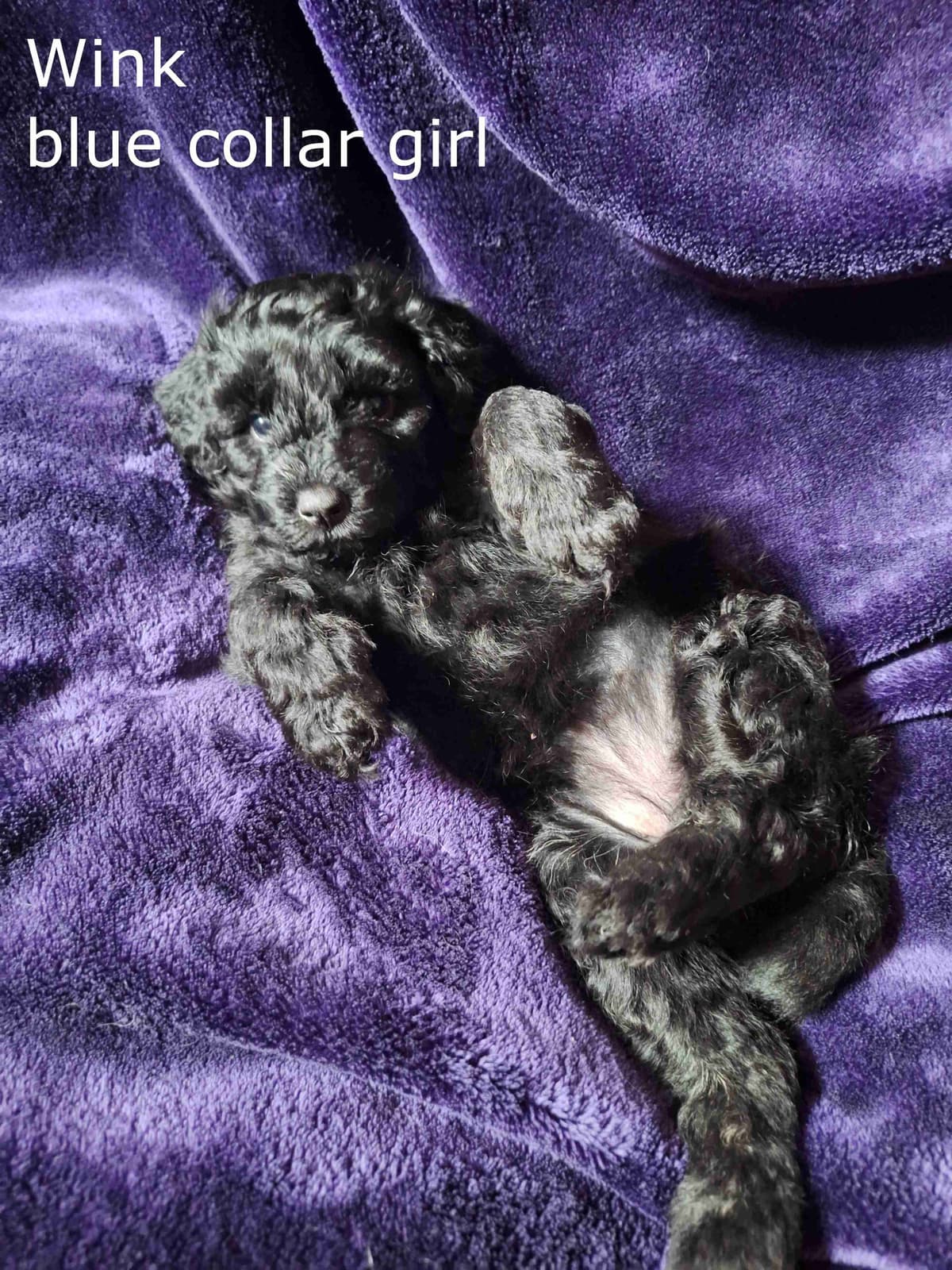 Puli Puppies breeder image 16