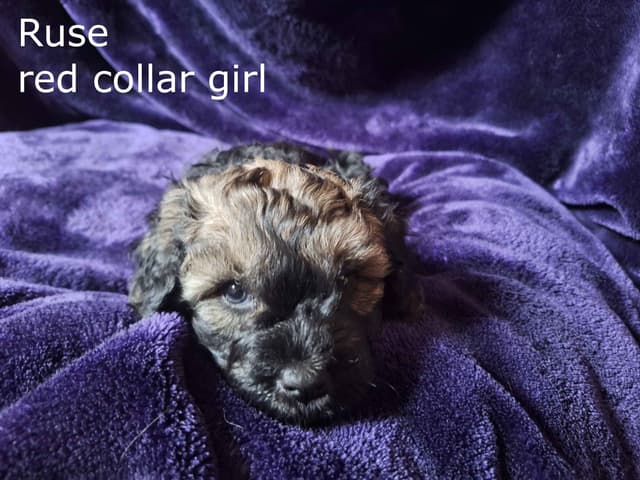 Puli Puppies media 2