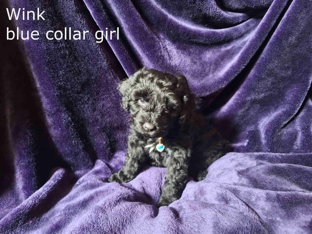 Puli Puppies media 3