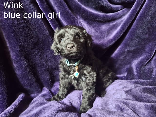 Puli Puppies media 5