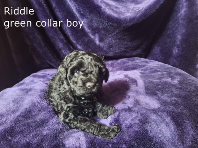 Puli Puppies media 7