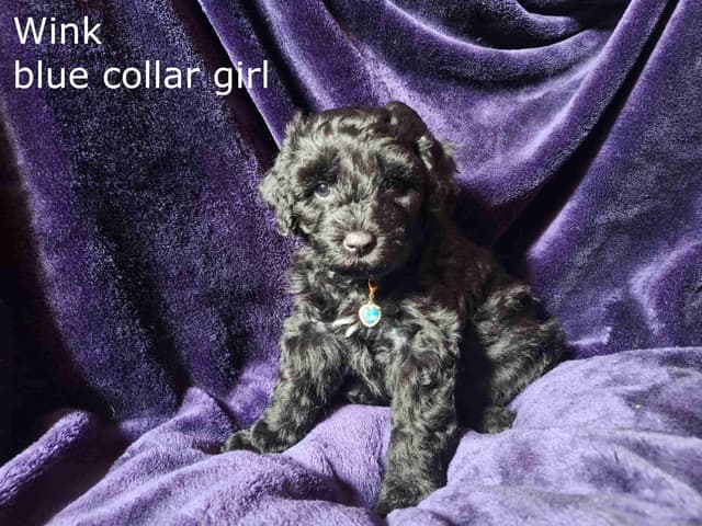 Puli Puppies media 8