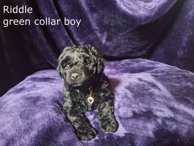 Puli Puppies media 9