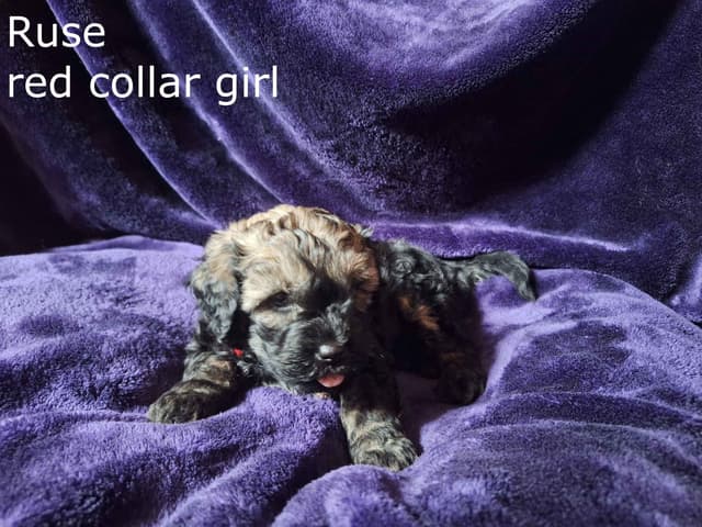 Puli Puppies media 6