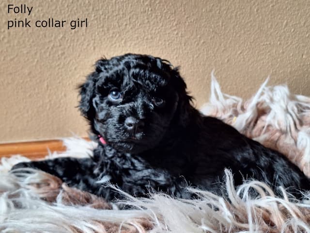 Puli Puppies media 13