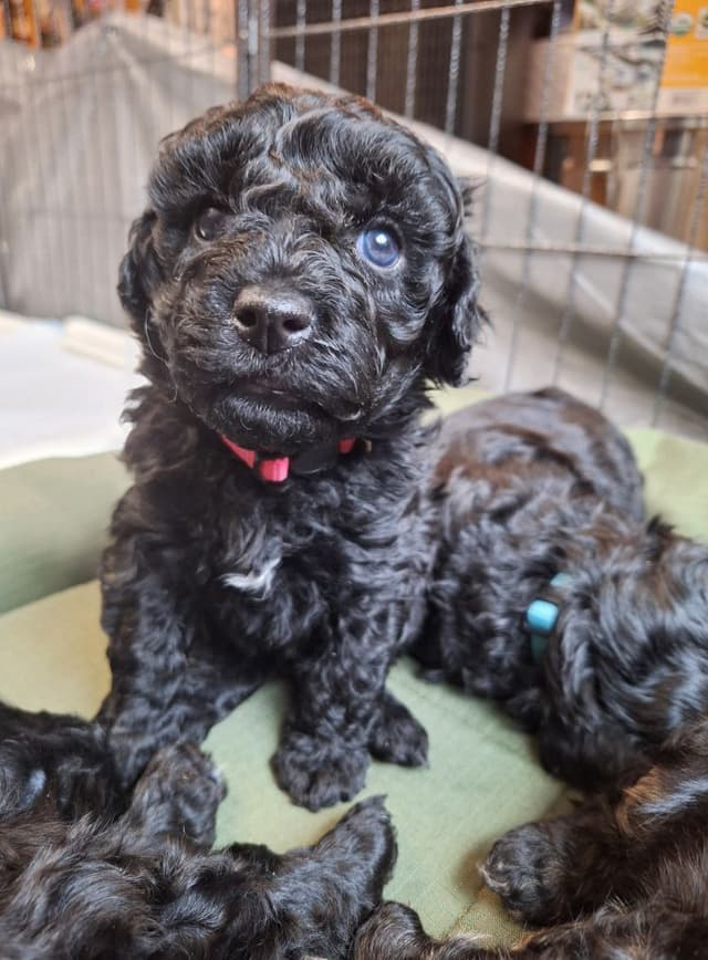 Puli Puppies media 14