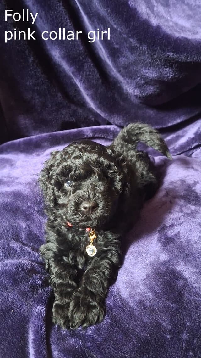 Puli Puppies media 15