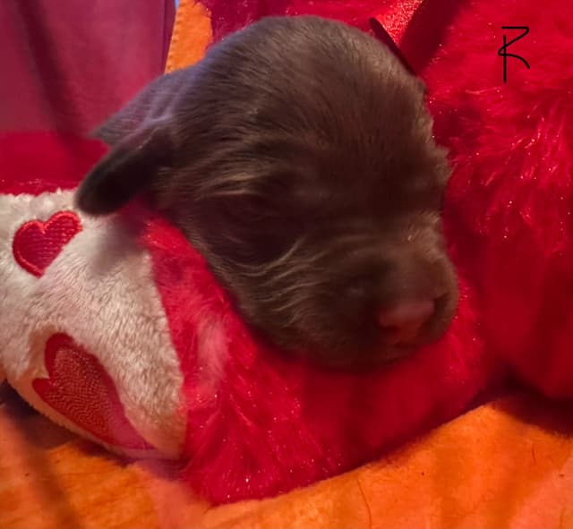 Labrador Retriever Puppies media 2