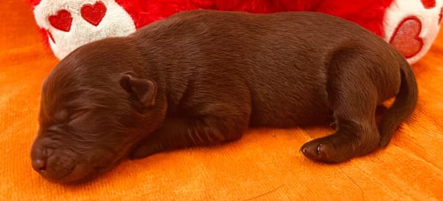 Labrador Retriever Puppies media 3