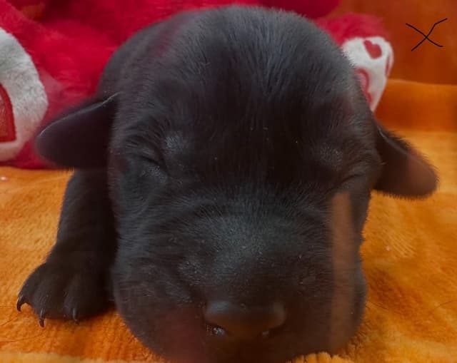 Labrador Retriever Puppies media 4
