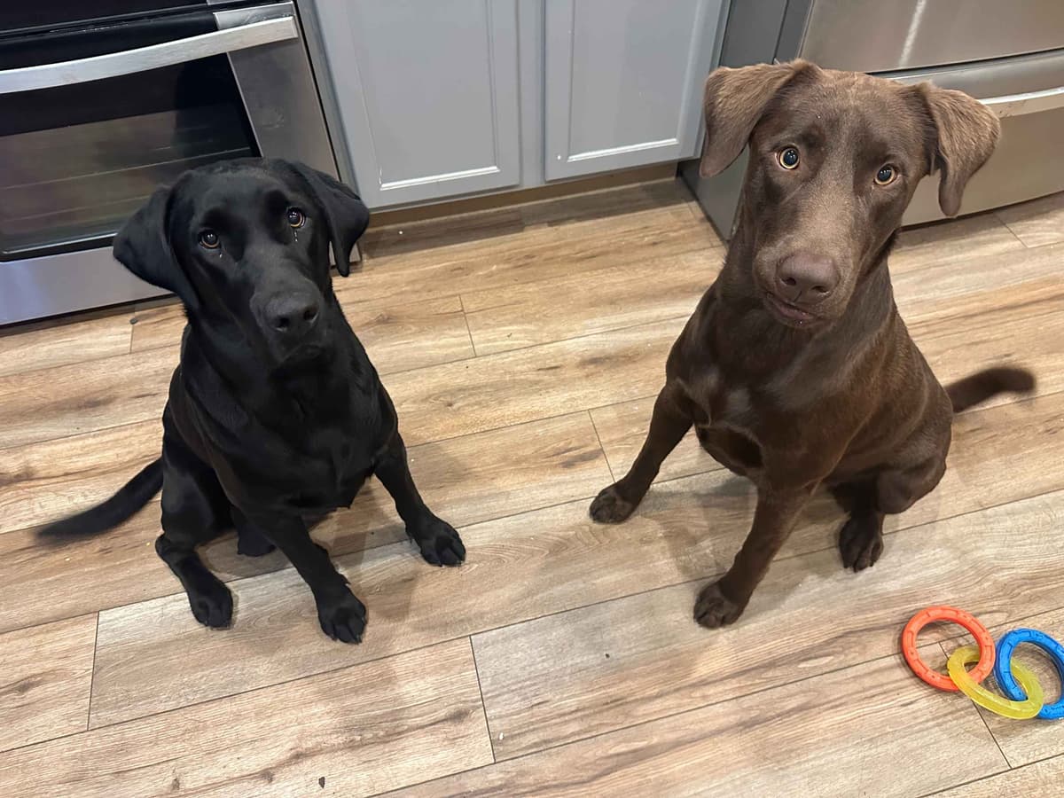 Labrador Retriever Puppies breeder image 1
