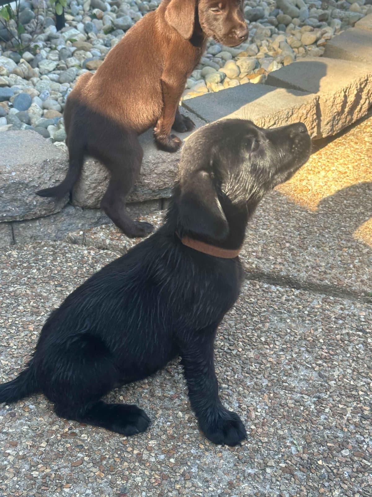 Labrador Retriever Puppies breeder image 4