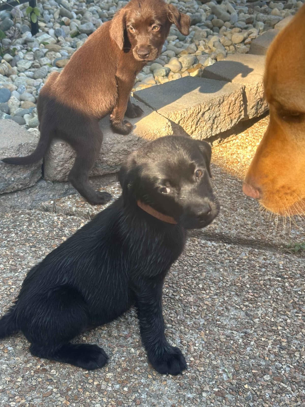 Labrador Retriever Puppies breeder image 5
