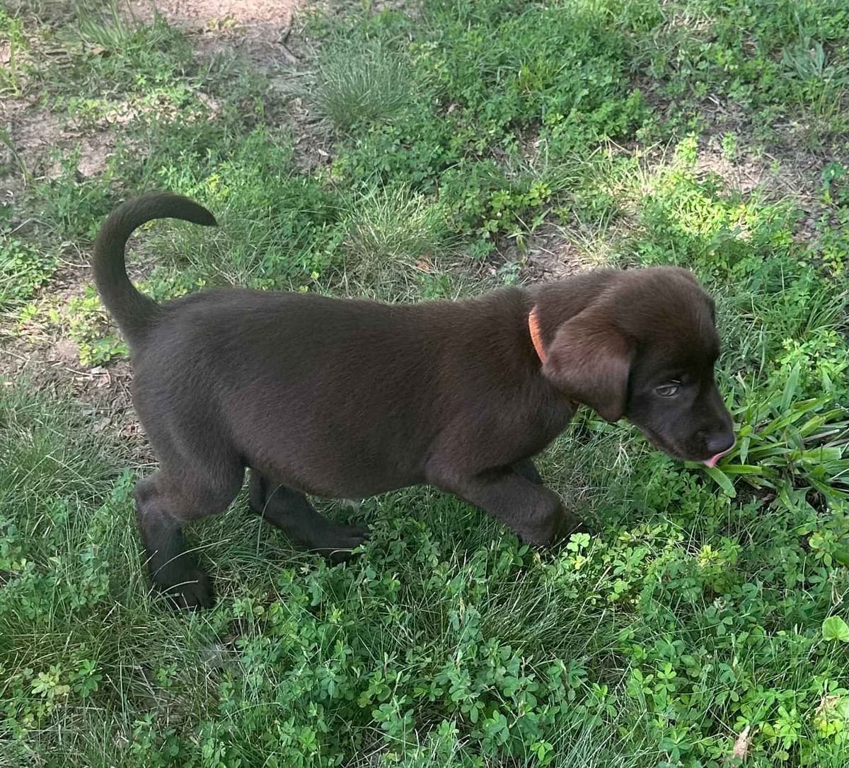 Labrador Retriever Puppies breeder image 6