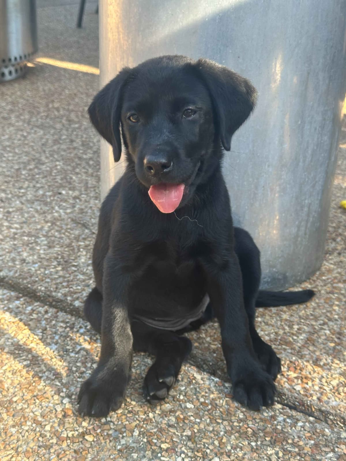 Labrador Retriever Puppies breeder image 10