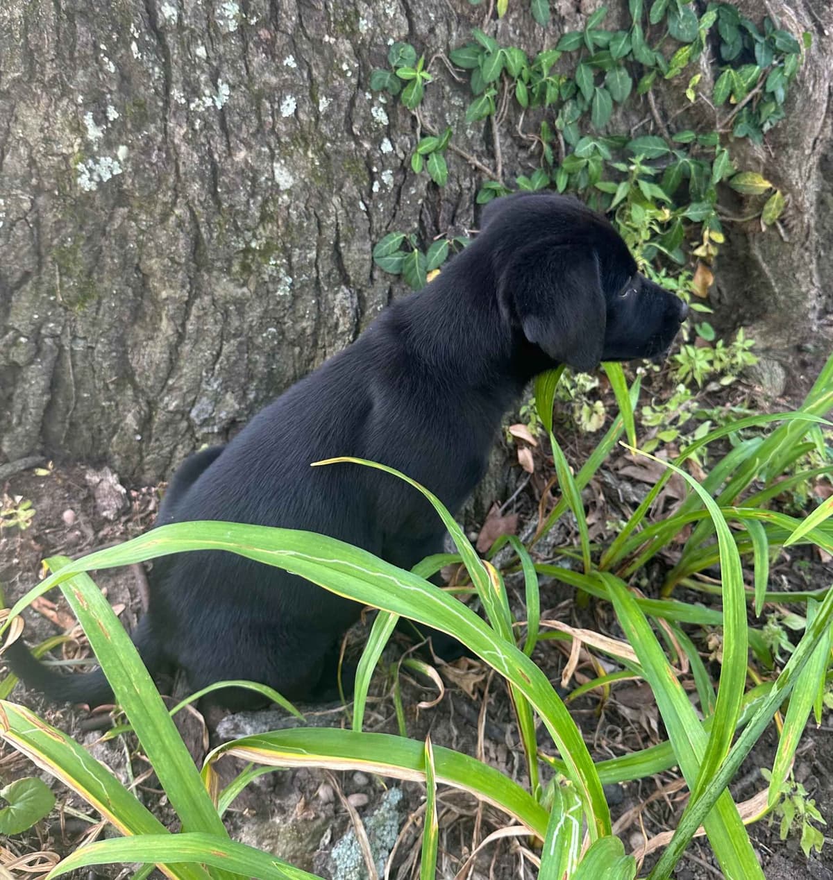 Labrador Retriever Puppies breeder image 11