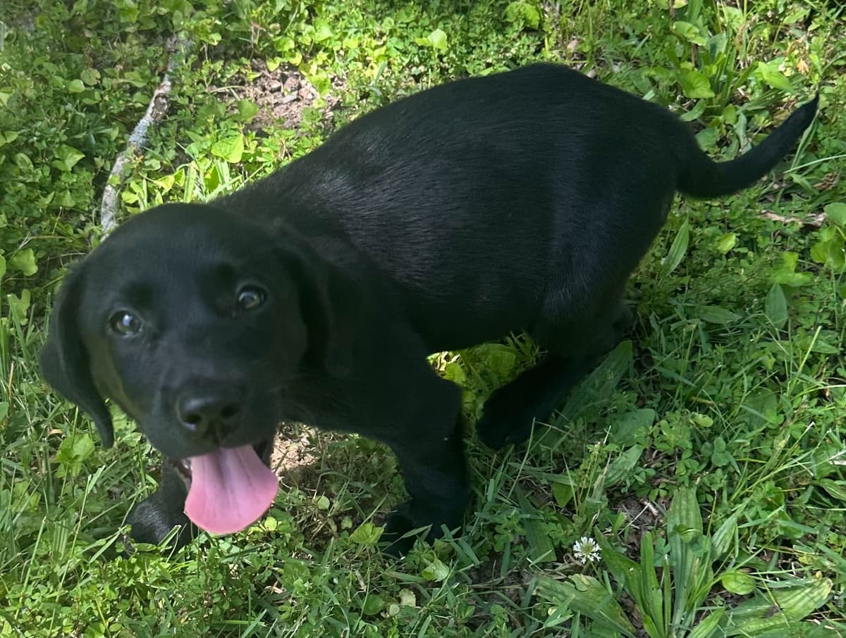 Labrador Retriever Puppies breeder image 14