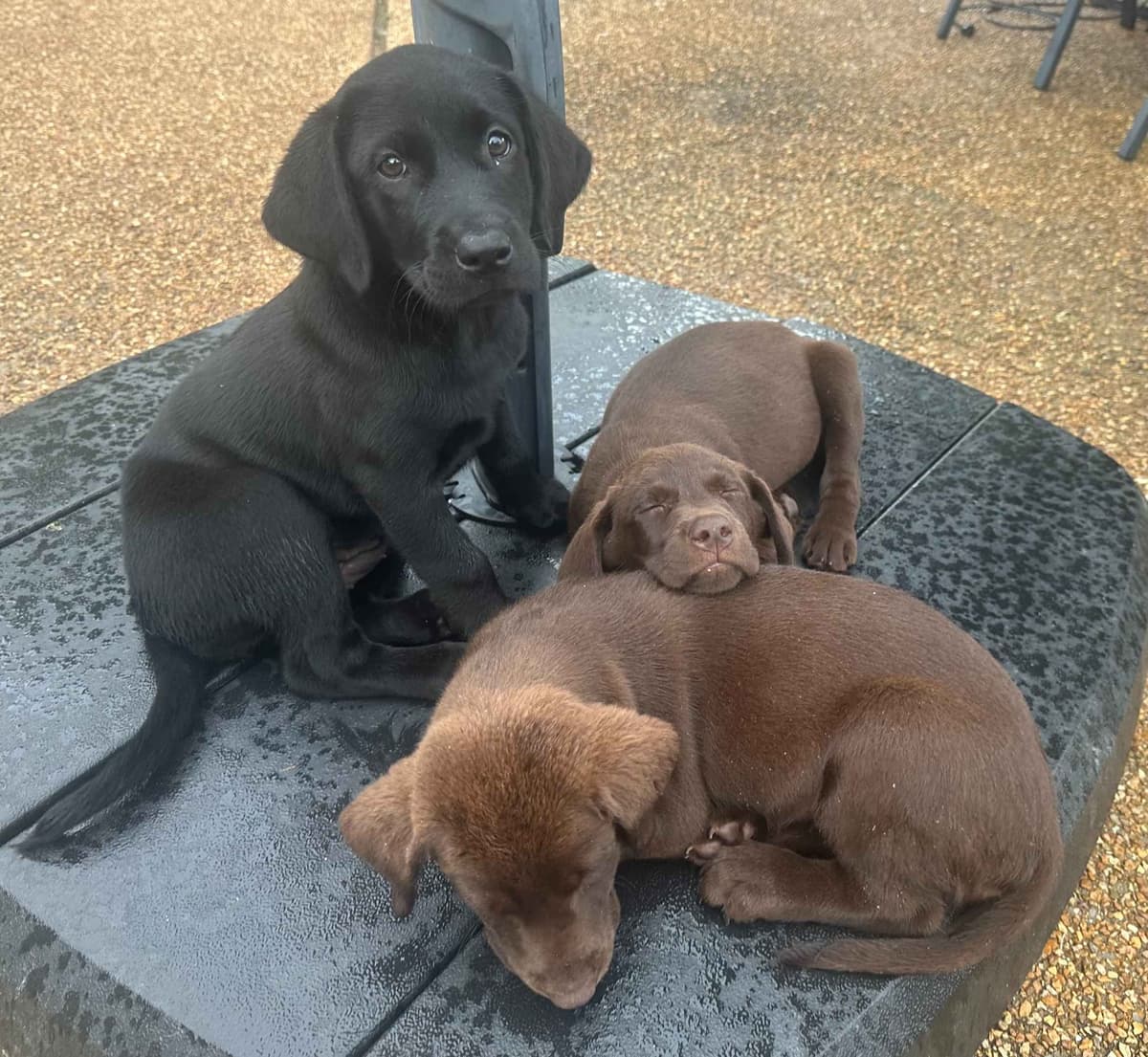 Labrador Retriever Puppies breeder image 15