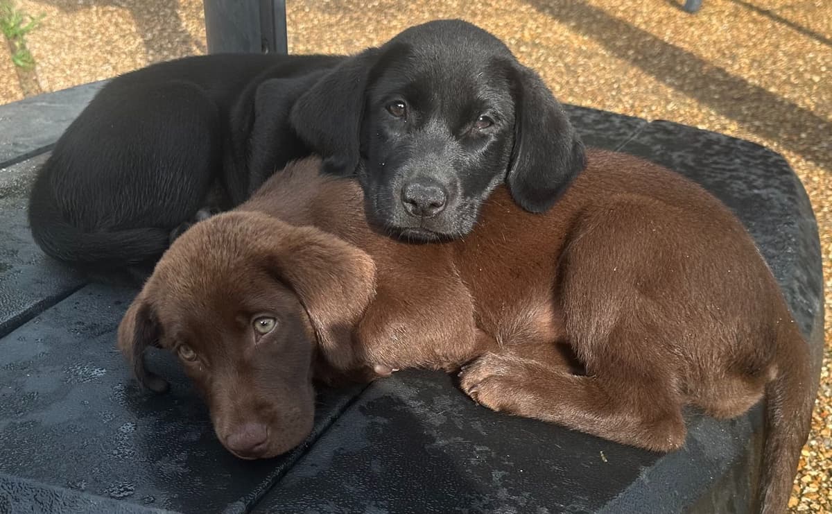 Labrador Retriever Puppies breeder image 16