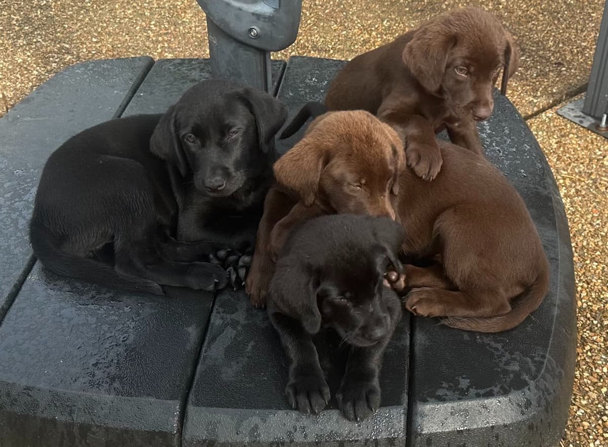 Labrador Retriever Puppies breeder image 17