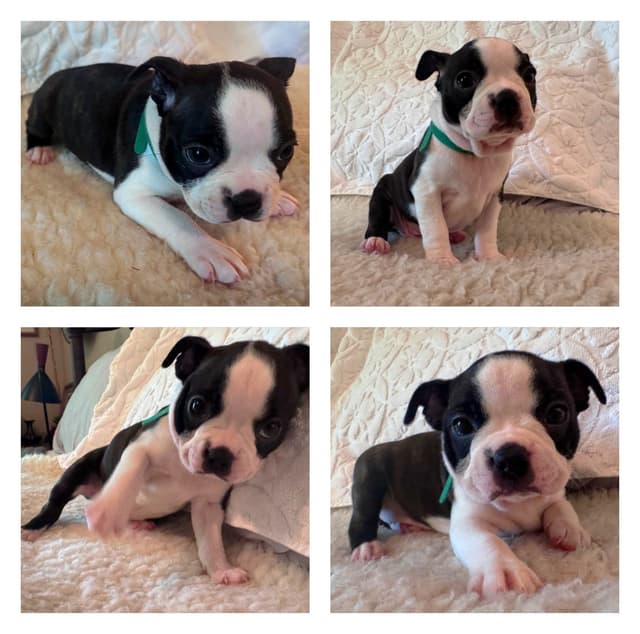 Boston Terrier Puppies  - Cheeky Bostons media 3
