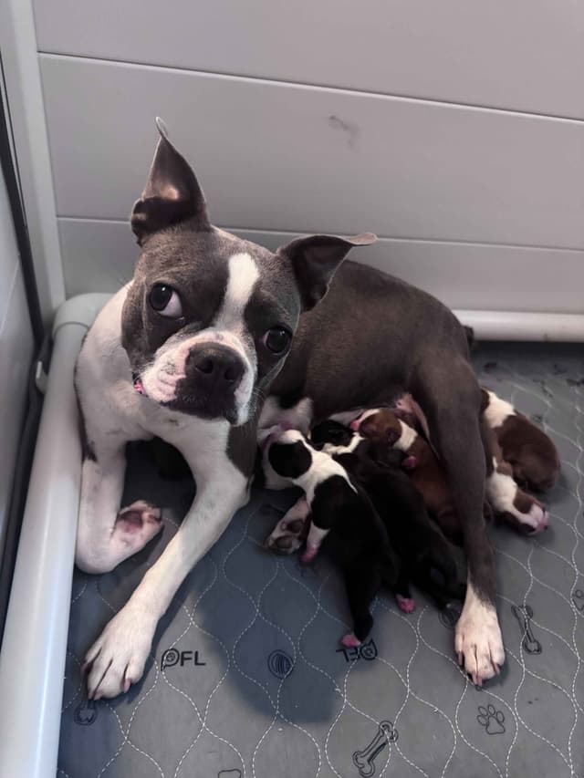 Boston Terrier Puppies  - Cheeky Bostons media 4