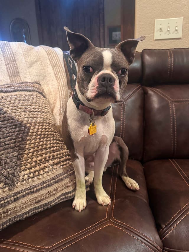 Boston Terrier Puppies  - Cheeky Bostons media 7