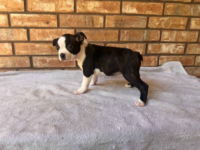 Boston Terrier Puppies  - Cheeky Bostons media 8