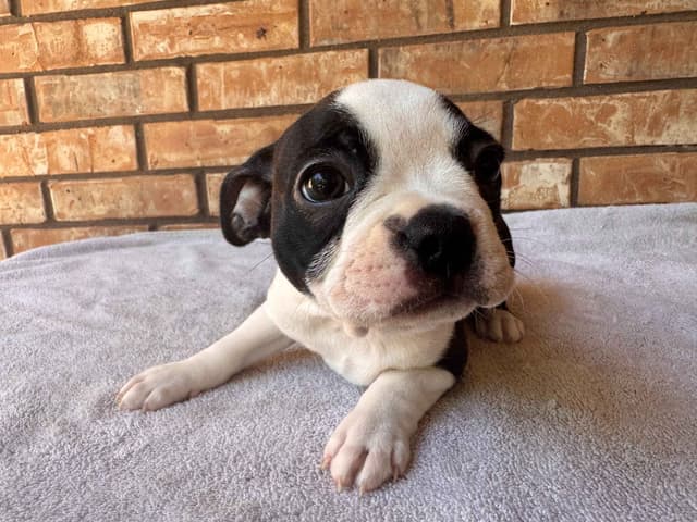 Boston Terrier Puppies  - Cheeky Bostons media 10