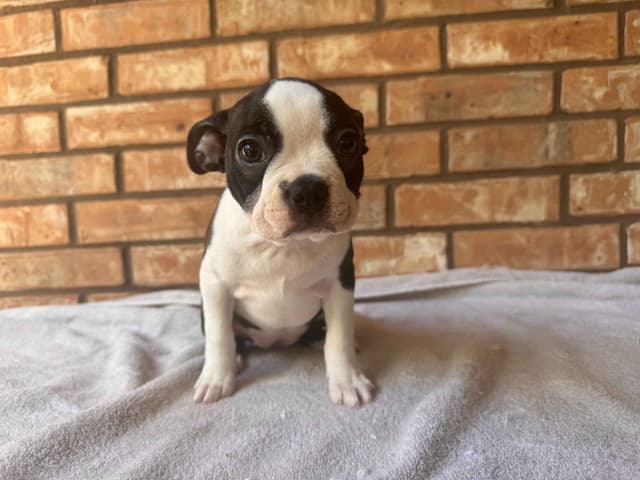 Boston Terrier Puppies  - Cheeky Bostons media 11