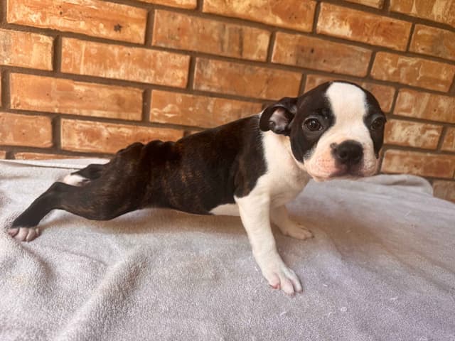 Boston Terrier Puppies  - Cheeky Bostons media 12