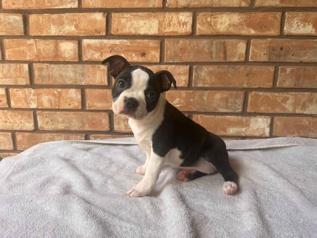 Boston Terrier Puppies  - Cheeky Bostons media 13