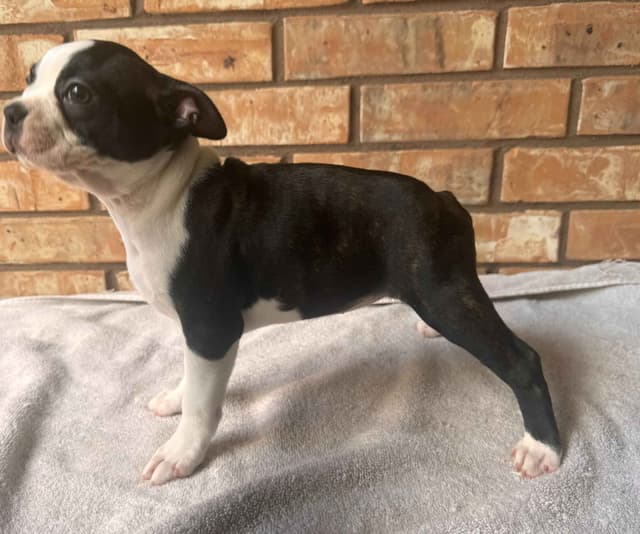 Boston Terrier Puppies  - Cheeky Bostons media 14