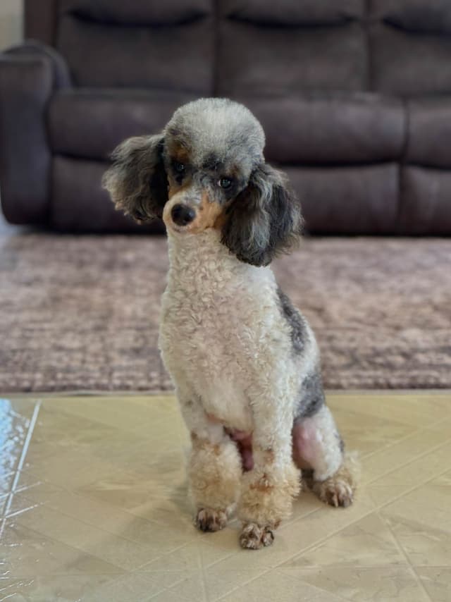 Poodle Puppies media 6