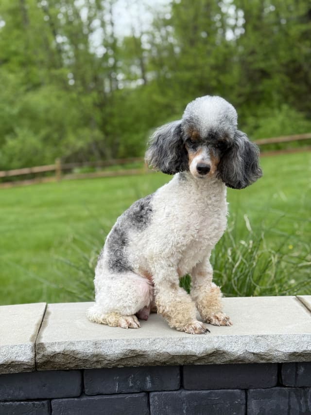 Poodle Puppies media 5