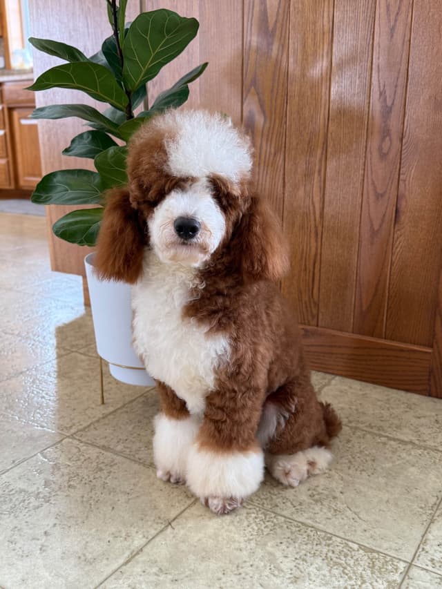 Poodle Puppies media 7