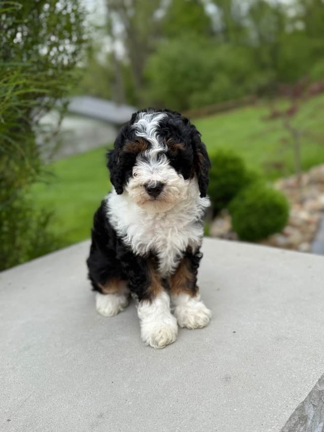 Poodle Puppies media 2