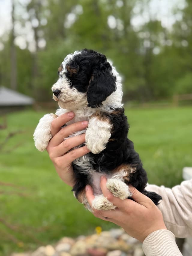 Poodle Puppies media 4