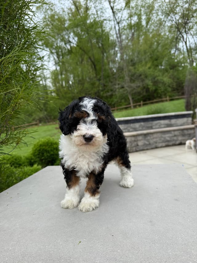 Poodle Puppies media 3