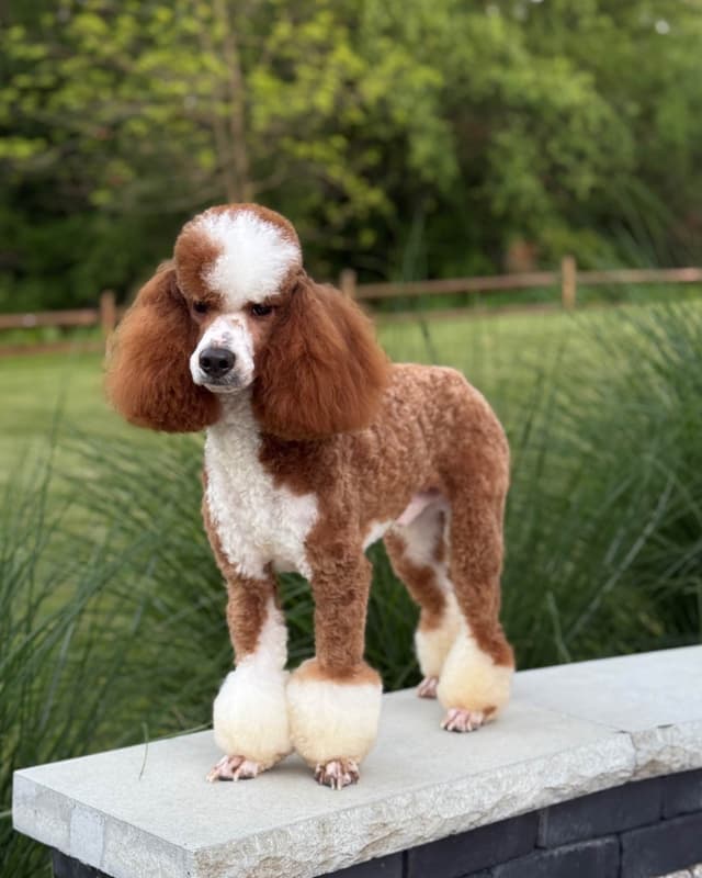 Poodle Puppies media 8