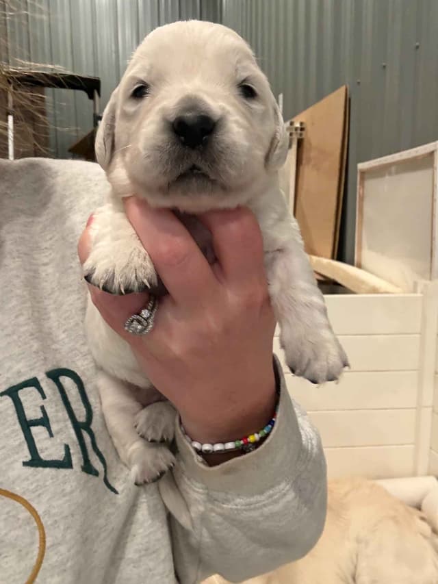 Golden Retriever Puppies media 2