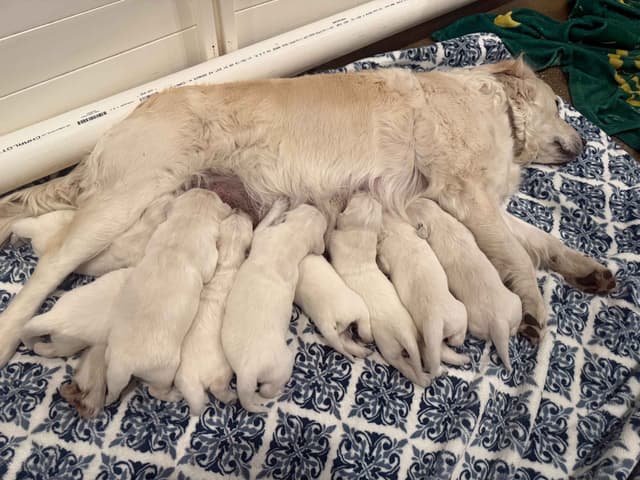 Golden Retriever Puppies media 3