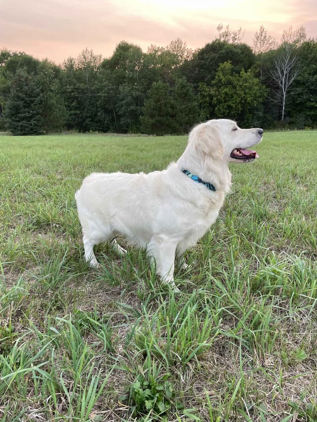 Golden Retriever Puppies media 4