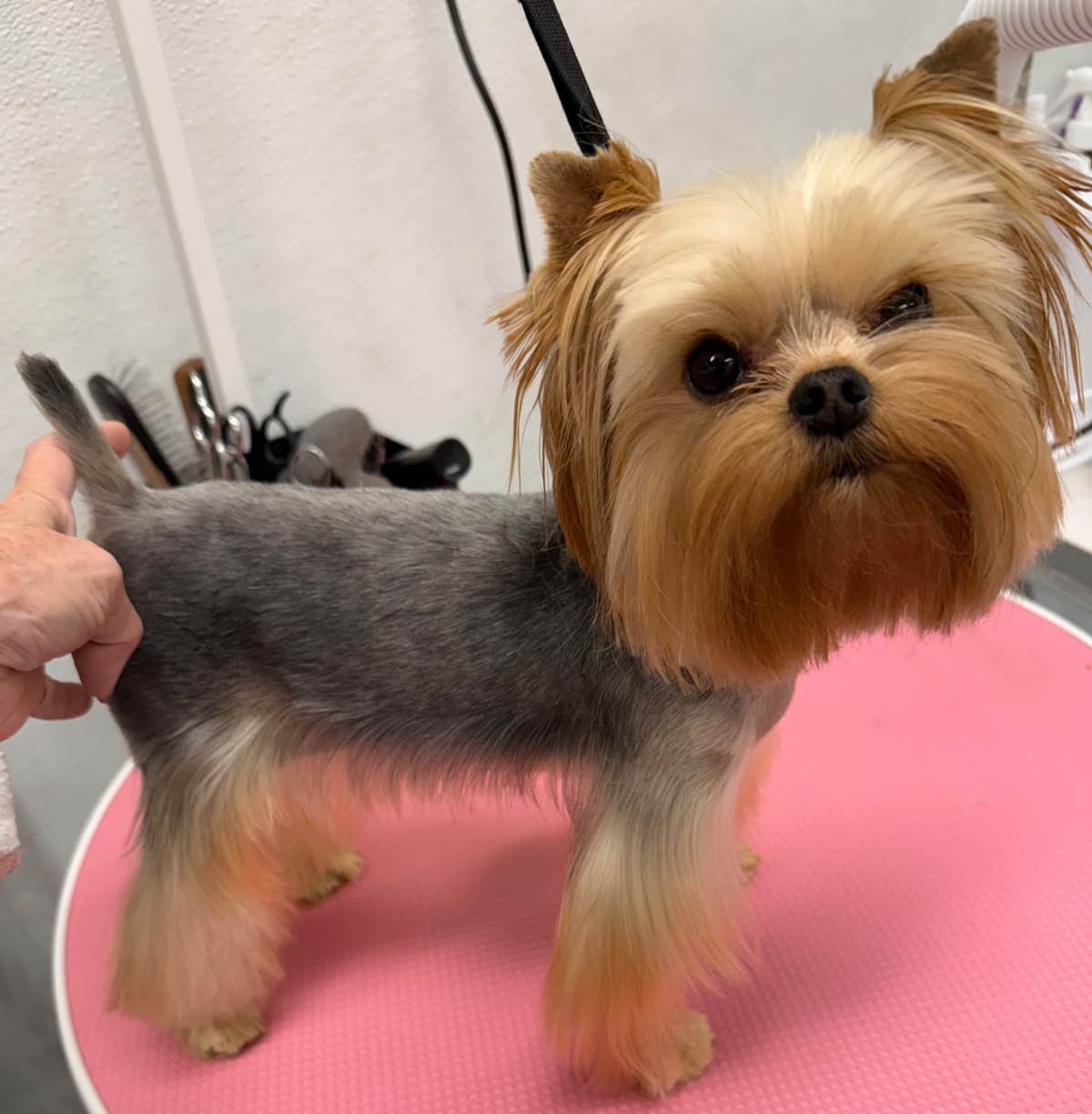 Yorkshire Terrier Puppies breeder image 1